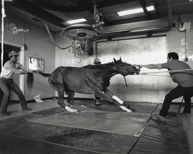 競馬場 Racetrack　（16mm）